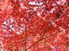 20041127_Shosenkyo_2